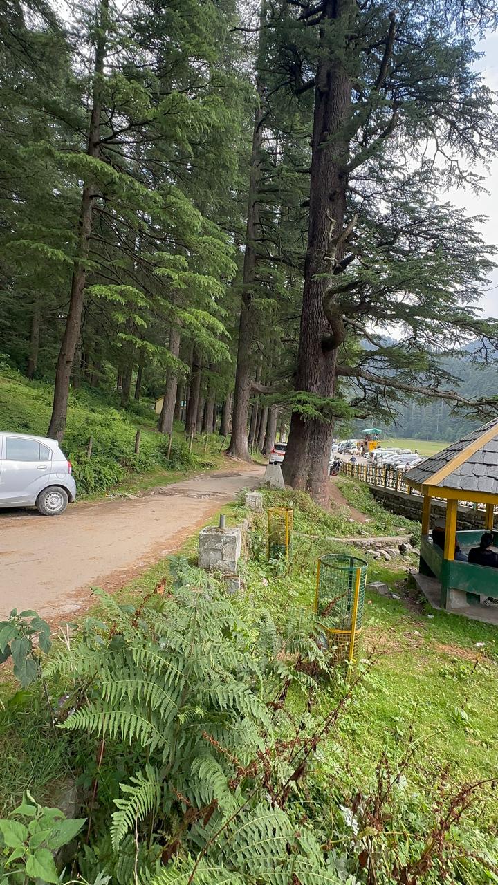 Forest Nature Drive